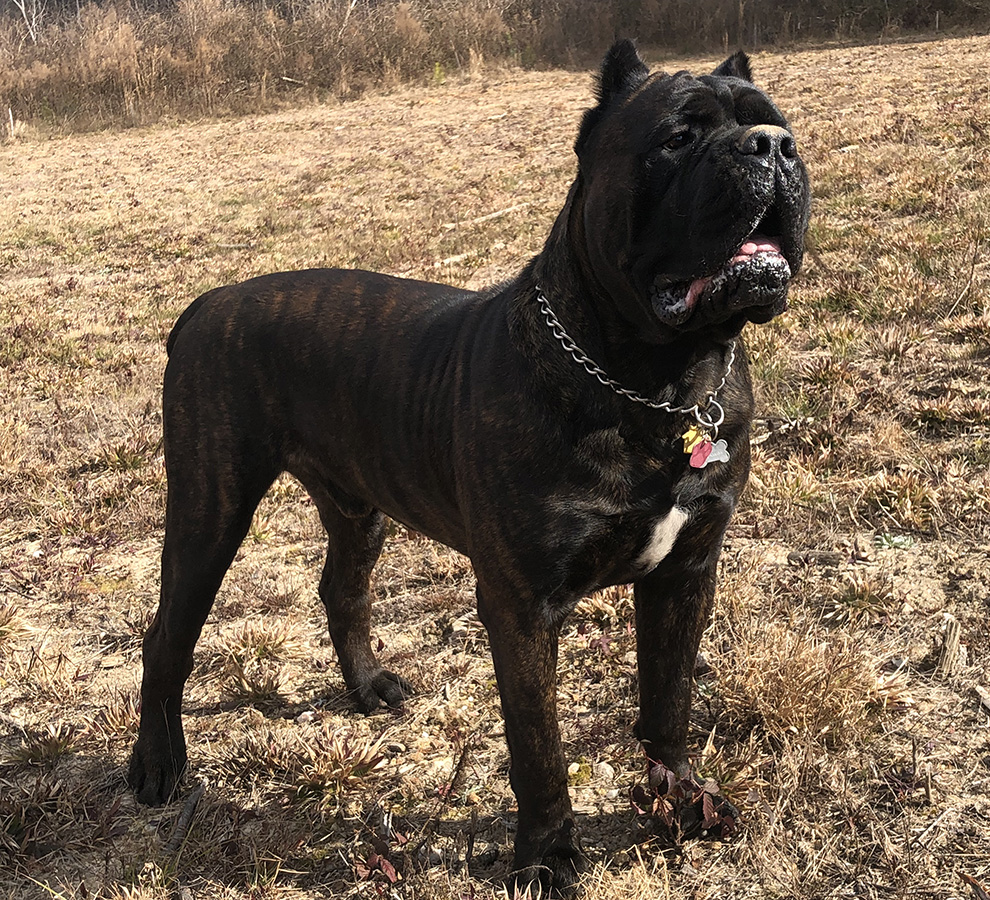 Color code of the Cane Corso
