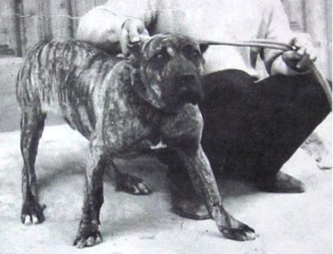 The origin of the American Cane Corso (not what you were thinking…)