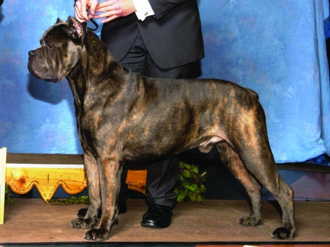10 Things To Know Before Judging The Cane Corso