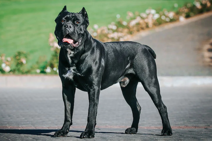 10 Things Only A Cane Corso Owner Would Understand