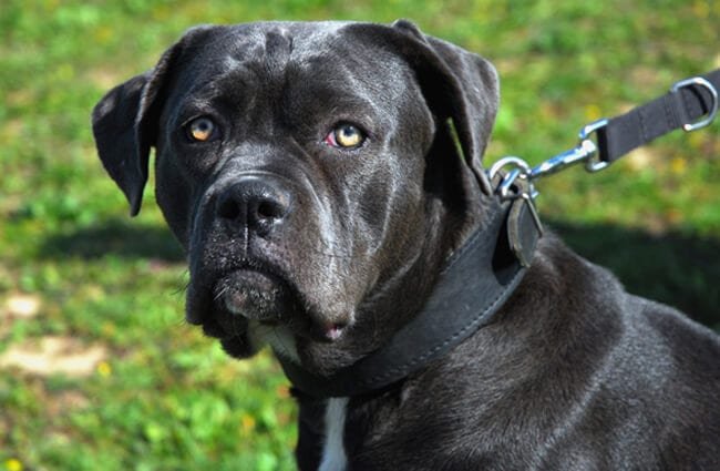 The jaws and bite of the cane corso